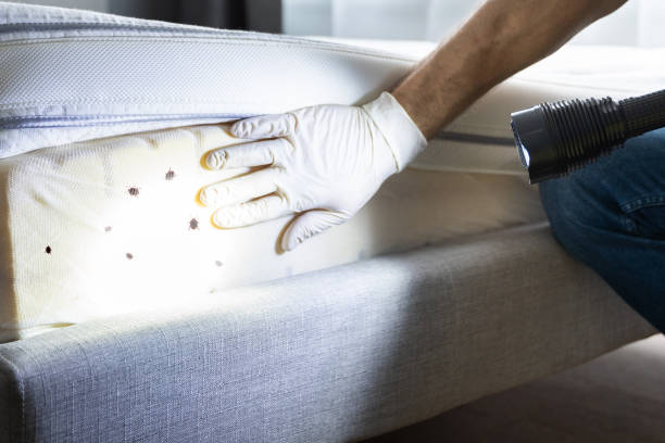 Best Cockroach Control Services  in Chisholm, ME