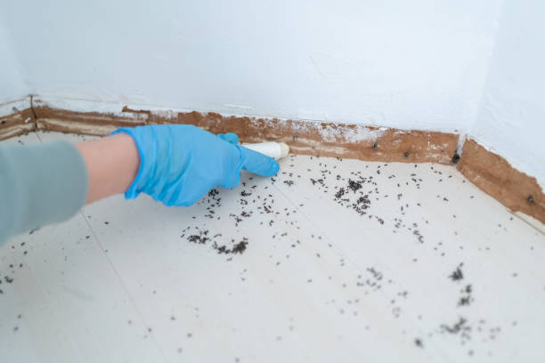 Best Pest Control Near Me  in Chisholm, ME